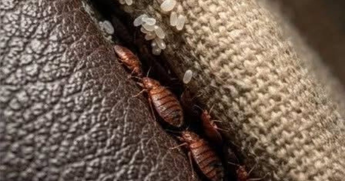 Insecte dans le canapé : comment savoir si c'est vraiment une punaise de lit