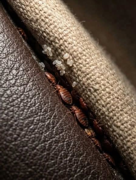 Insecte dans le canapé : comment savoir si c'est vraiment une punaise de lit