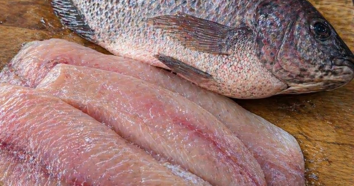 Tilapia : ce qu'il faut vraiment savoir avant d'en mettre dans son assiette