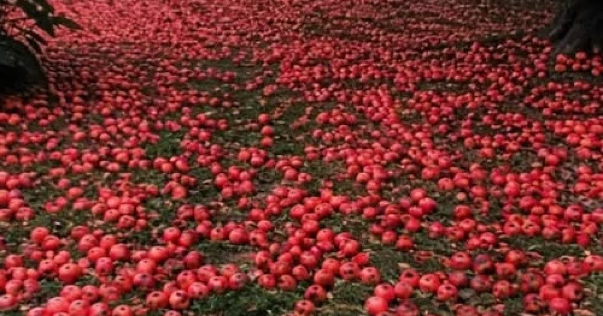 Elle installe une caméra près de son pommier : ce qu'elle filme va changer tout son quartier