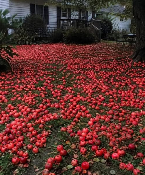 Elle installe une caméra près de son pommier : ce qu'elle filme va changer tout son quartier