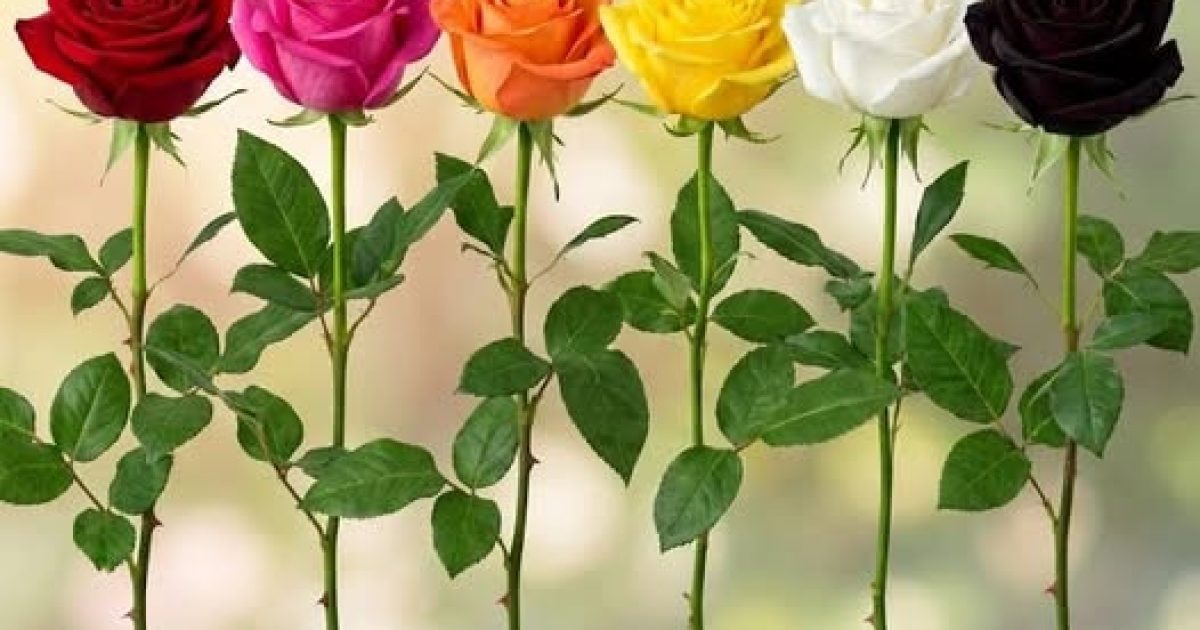 La couleur de rose que vous choisissez dévoile qui vous êtes vraiment