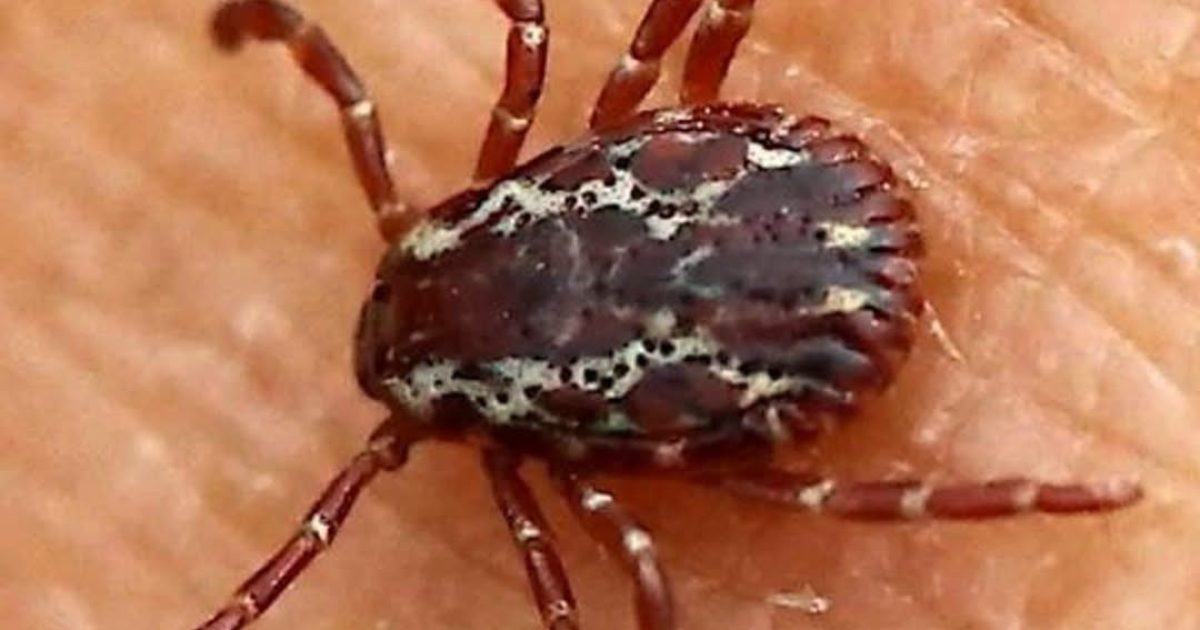 Tique dans la maison ou sur la peau : que faire vraiment en cas d'invasion ?