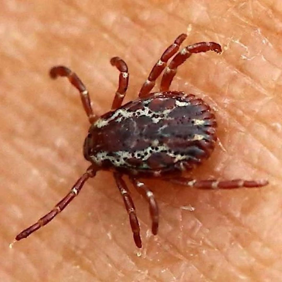 Tique dans la maison ou sur la peau : que faire vraiment en cas d'invasion ?