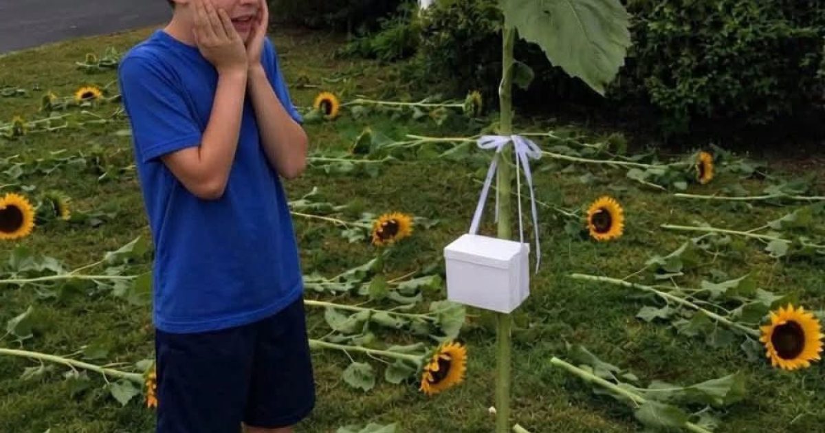 Ils plantaient des tournesols chaque année pour honorer Lily : ce qu'ils ont découvert un matin a tout fait basculer