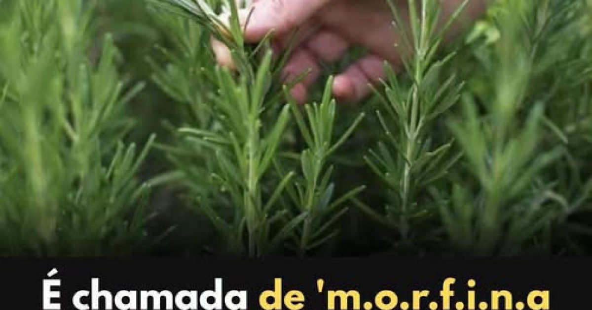 Romarin : les bienfaits insoupçonnés de cette herbe aromatique sur votre santé au quotidien
