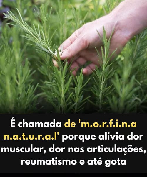 Romarin : les bienfaits insoupçonnés de cette herbe aromatique sur votre santé au quotidien