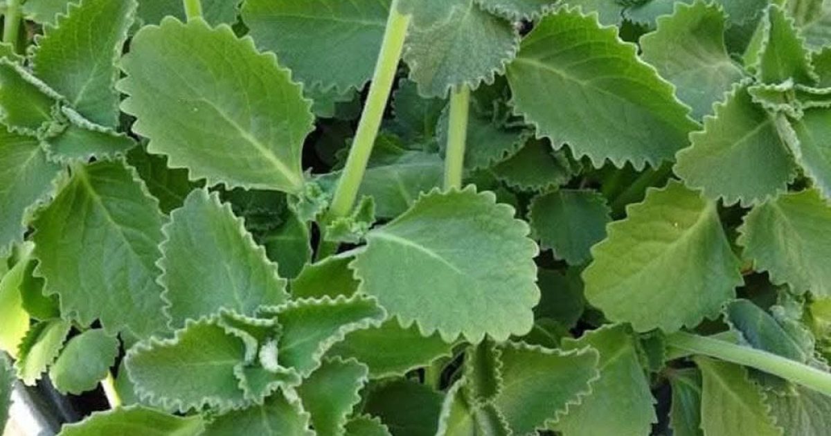 Origan : les vertus surprenantes de cette herbe aromatique pour votre santé