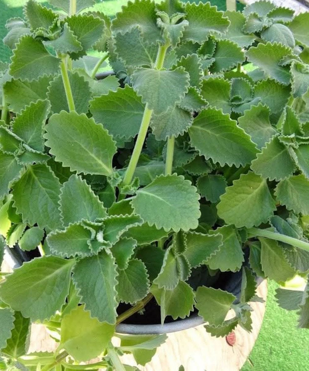 Origan : les vertus surprenantes de cette herbe aromatique pour votre santé