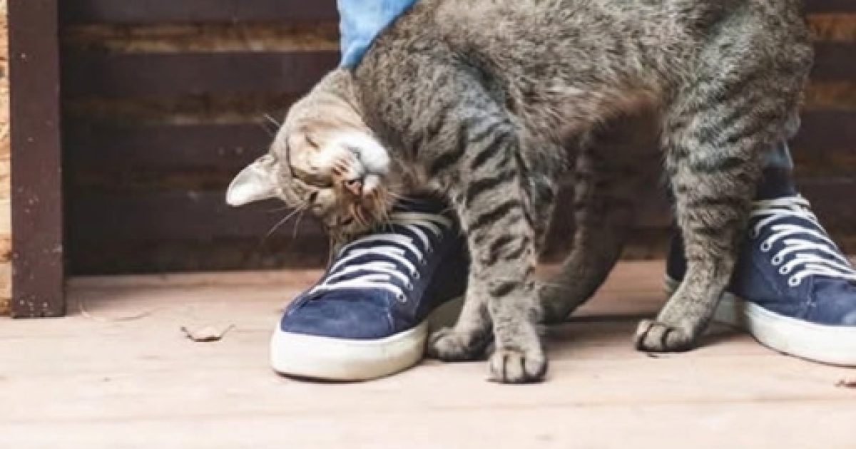 Pourquoi votre chat se frotte contre vous : les vraies raisons derrière ce geste affectueux