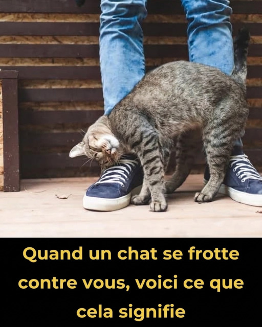 Pourquoi votre chat se frotte contre vous : les vraies raisons derrière ce geste affectueux