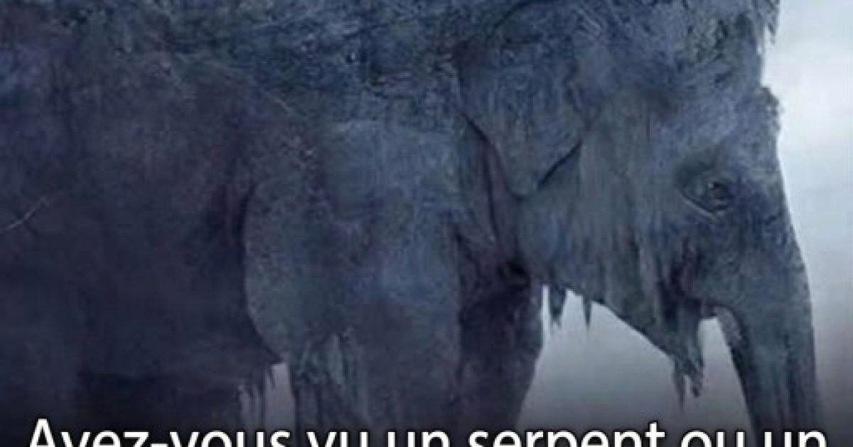 Illusion visuelle : serpent ou éléphant, ce que votre regard dit de votre personnalité