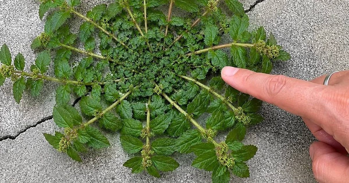 Euphorbia hirta : la plante médicinale tropicale aux multiples bienfaits pour votre santé
