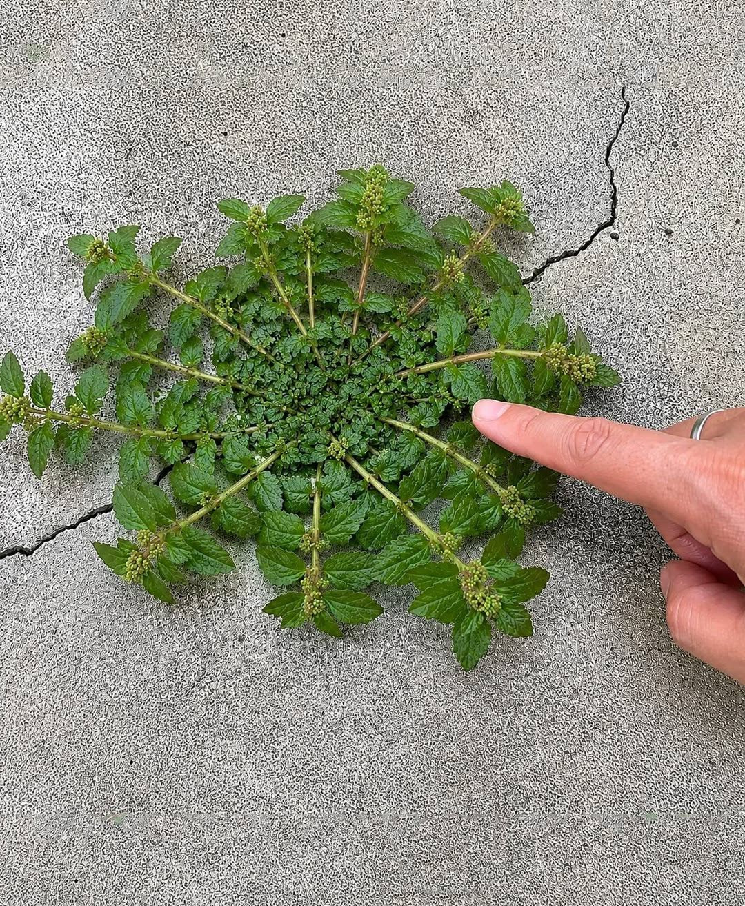 Euphorbia hirta : la plante médicinale tropicale aux multiples bienfaits pour votre santé