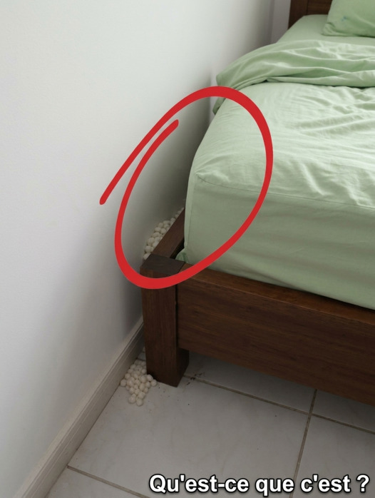 Petites boules blanches derrière le lit : œufs de lézard ou autre chose ? Voici comment savoir