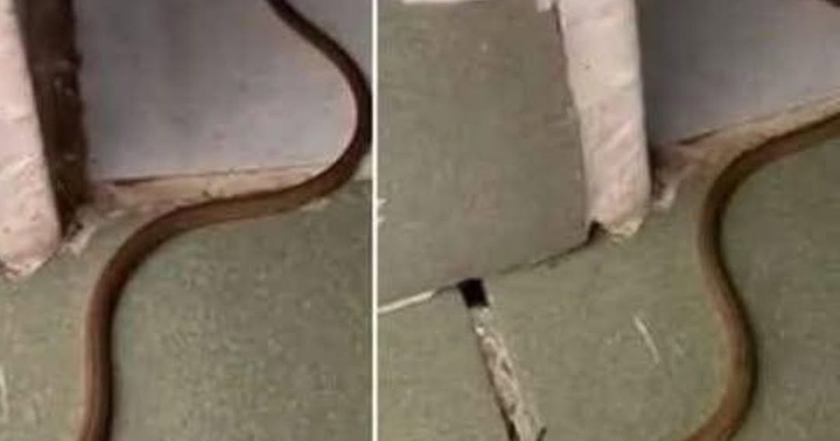 Serpent dans la maison : les réflexes essentiels pour réagir sans paniquer