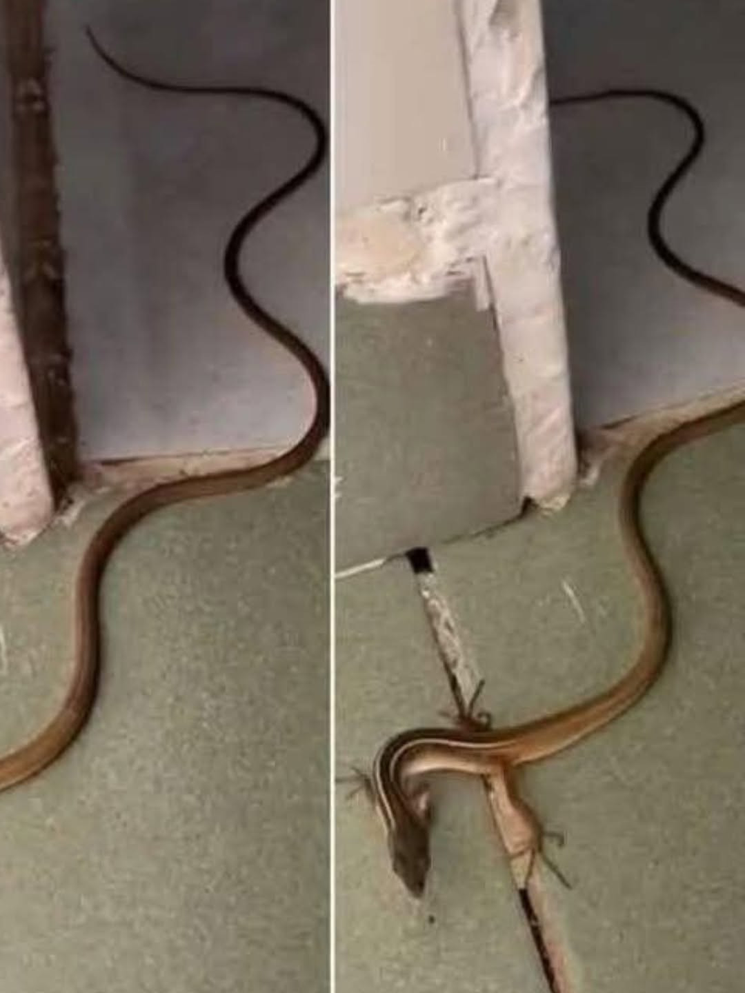 Serpent dans la maison : les réflexes essentiels pour réagir sans paniquer