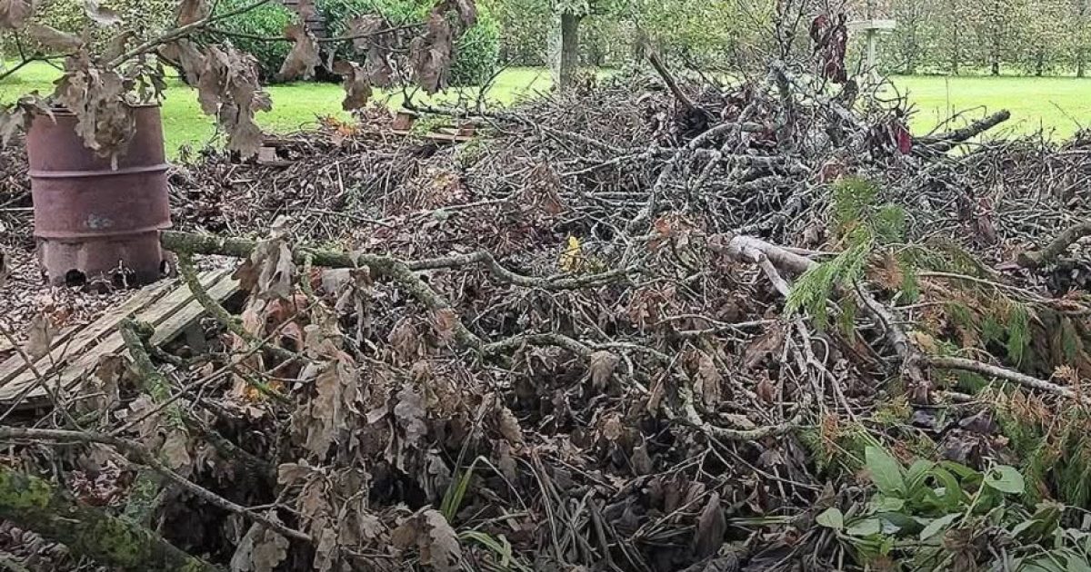 Ce chien parfaitement camouflé dans les branches rend fous les internautes : le trouvez-vous ?