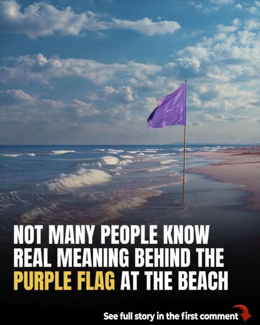 Drapeaux de plage : le guide complet pour comprendre les signaux et se baigner en sécurité