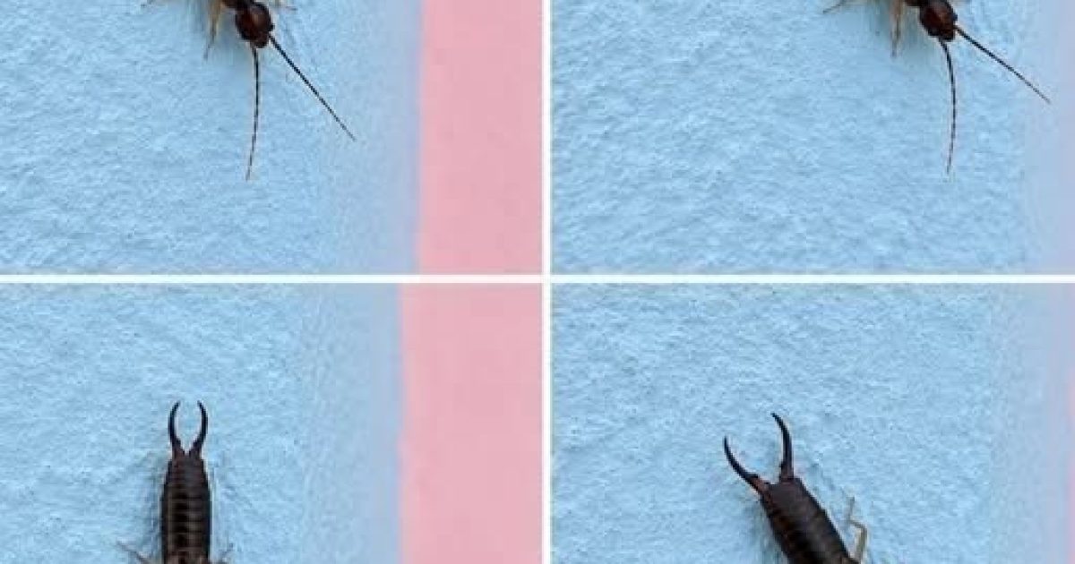 Insectes dans le placard : comment les reconnaître, les éliminer et les tenir éloignés pour de bon
