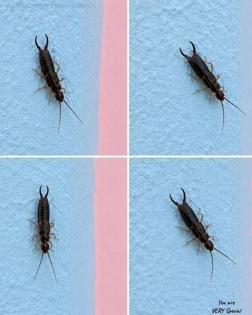 Insectes dans le placard : comment les reconnaître, les éliminer et les tenir éloignés pour de bon