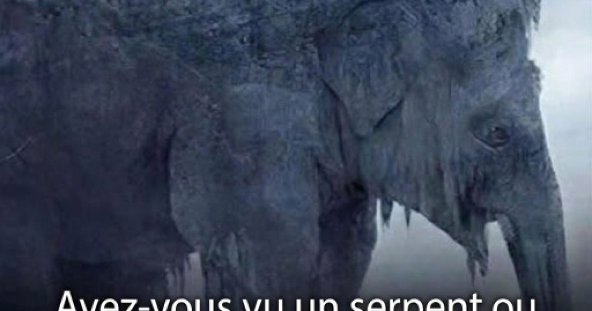 Test visuel : serpent ou éléphant, que voyez-vous en premier ? Ce que cela révèle sur vous