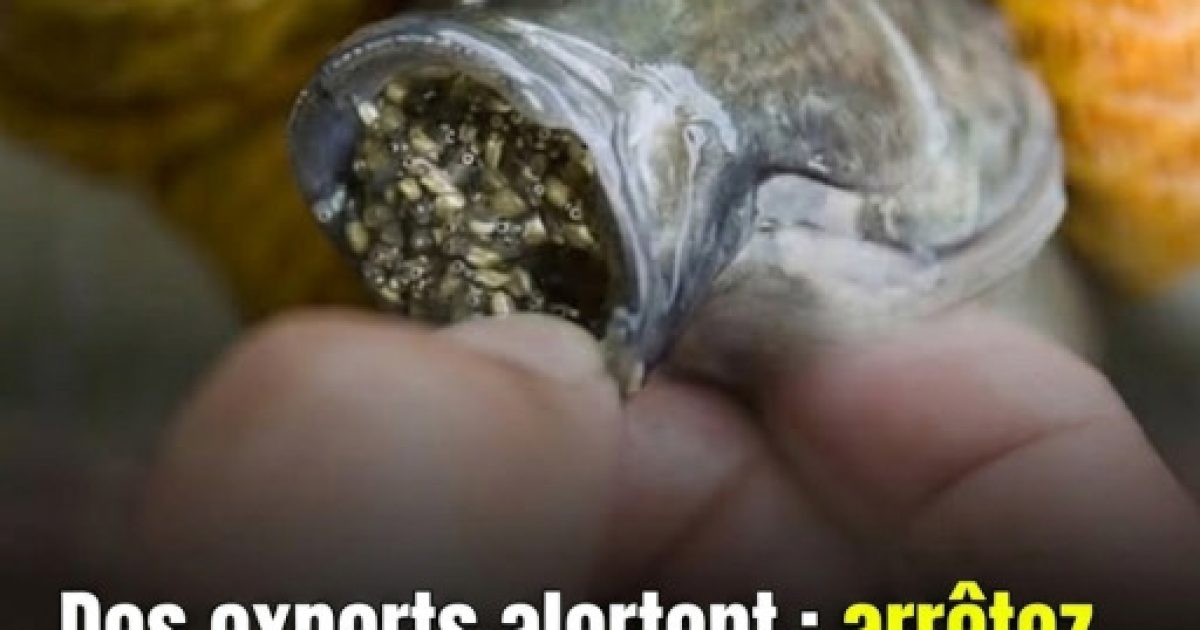 Poisson : comment repérer les signaux d'alerte et le cuisiner sans risque