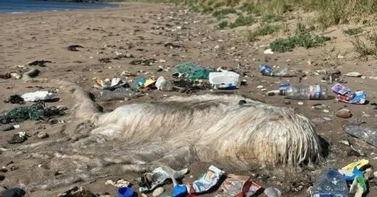Raie échouée sur la plage : pourquoi elle reste dangereuse même après sa mort