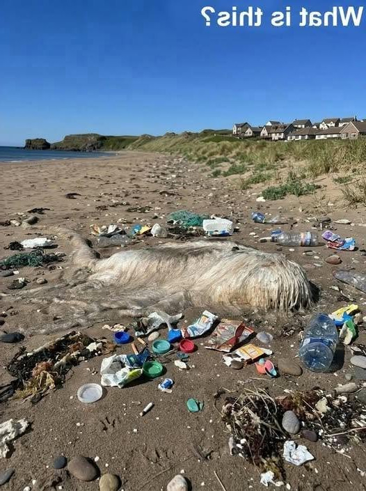 Raie échouée sur la plage : pourquoi elle reste dangereuse même après sa mort