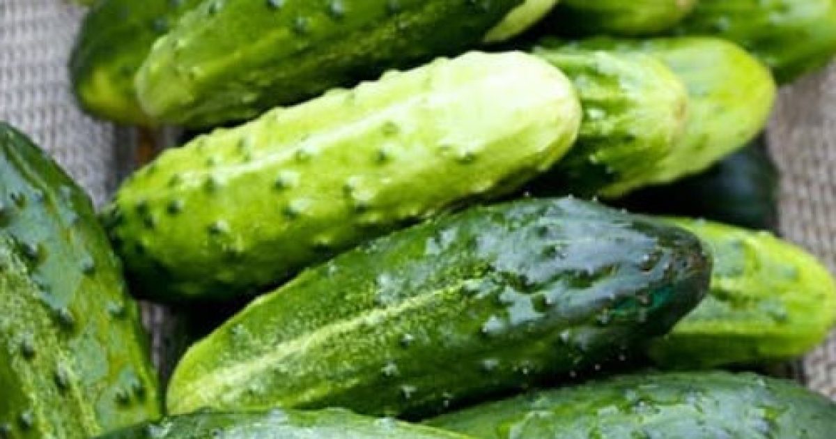 Concombre : 5 bonnes raisons de l'adopter absolument dans votre alimentation quotidienne
