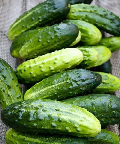 Concombre : 5 bonnes raisons de l'adopter absolument dans votre alimentation quotidienne