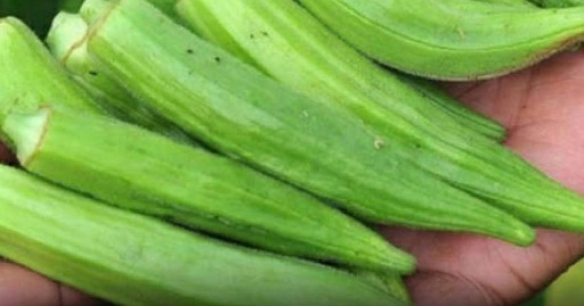 Okra : les bienfaits surprenants de ce légume que les médecins recommandent vraiment