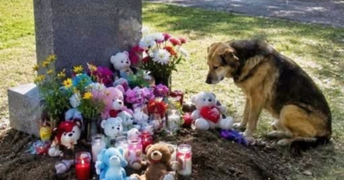Un chien errant au cimetière lui remet un message caché de son fils disparu