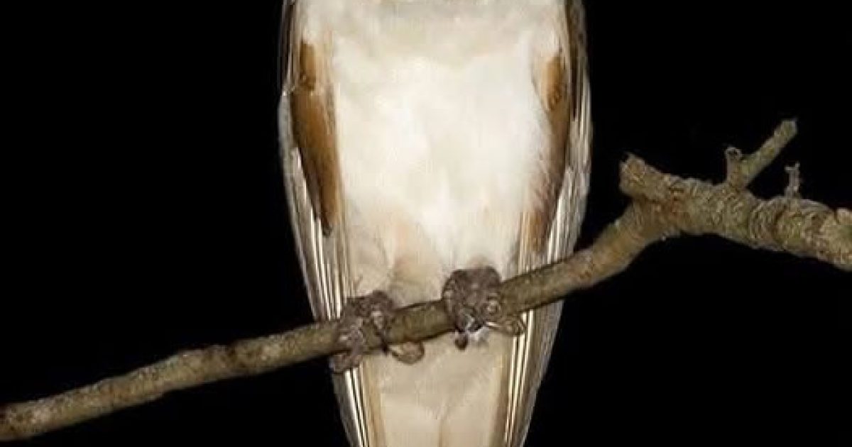 Hibou près de chez vous : signification, bienfaits et astuces pour l'attirer naturellement