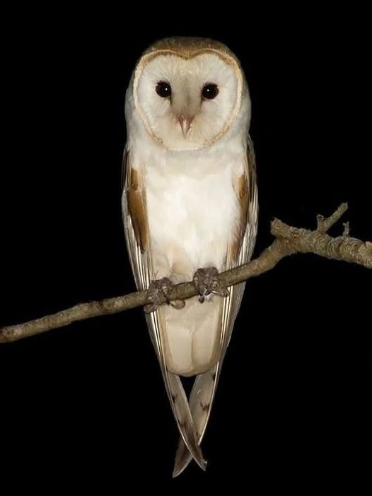 Hibou près de chez vous : signification, bienfaits et astuces pour l'attirer naturellement