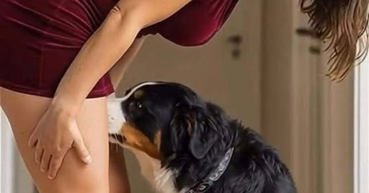 Pourquoi votre chien renifle certaines parties de votre corps : la science étonnante derrière ce réflexe