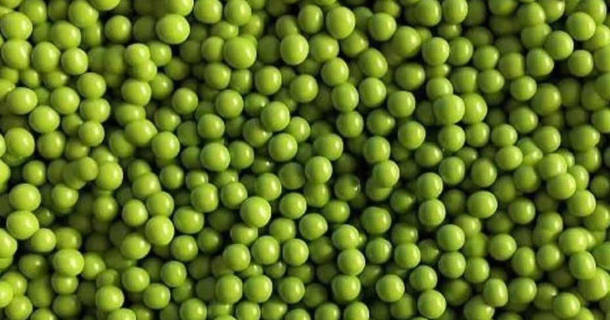 Un chat est dissimulé parmi des petits pois : saurez-vous le repérer ?