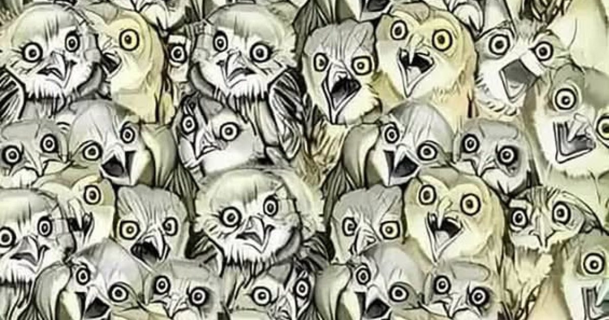 Défi visuel : pouvez-vous trouver le chat dissimulé parmi tous ces hiboux ?
