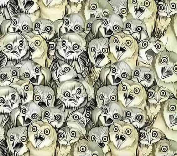 Défi visuel : pouvez-vous trouver le chat dissimulé parmi tous ces hiboux ?