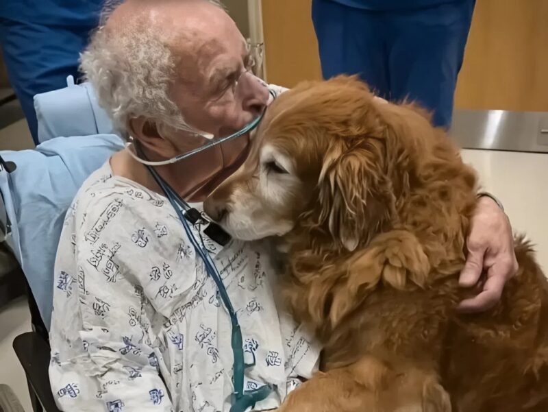 Golden retriever âgé posant la tête sur un lit d'hôpital