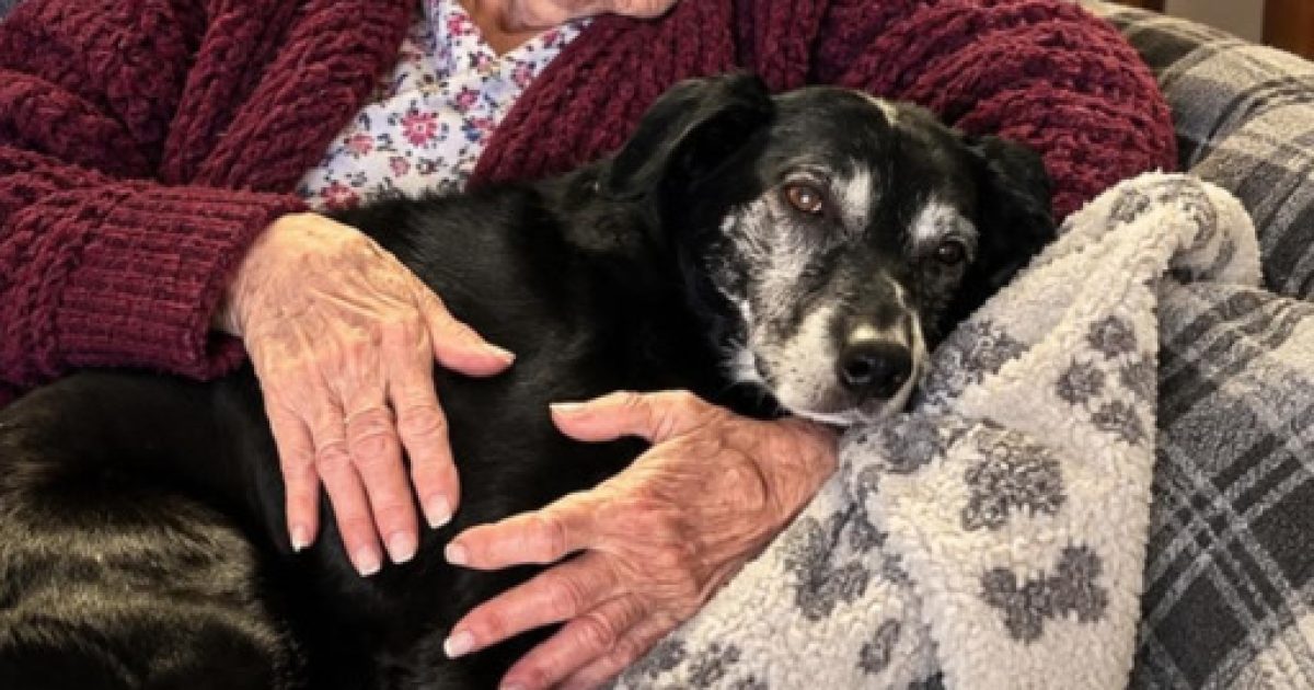 Elle adopte la chienne de sa grand-mère défunte et découvre un secret caché dans le collier