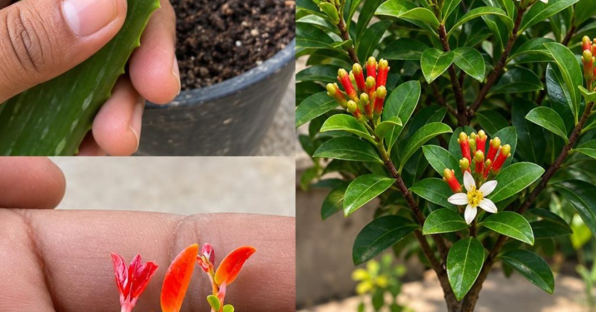 Faire germer des clous de girofle avec une pomme de terre : l'astuce maison qui va vous étonner
