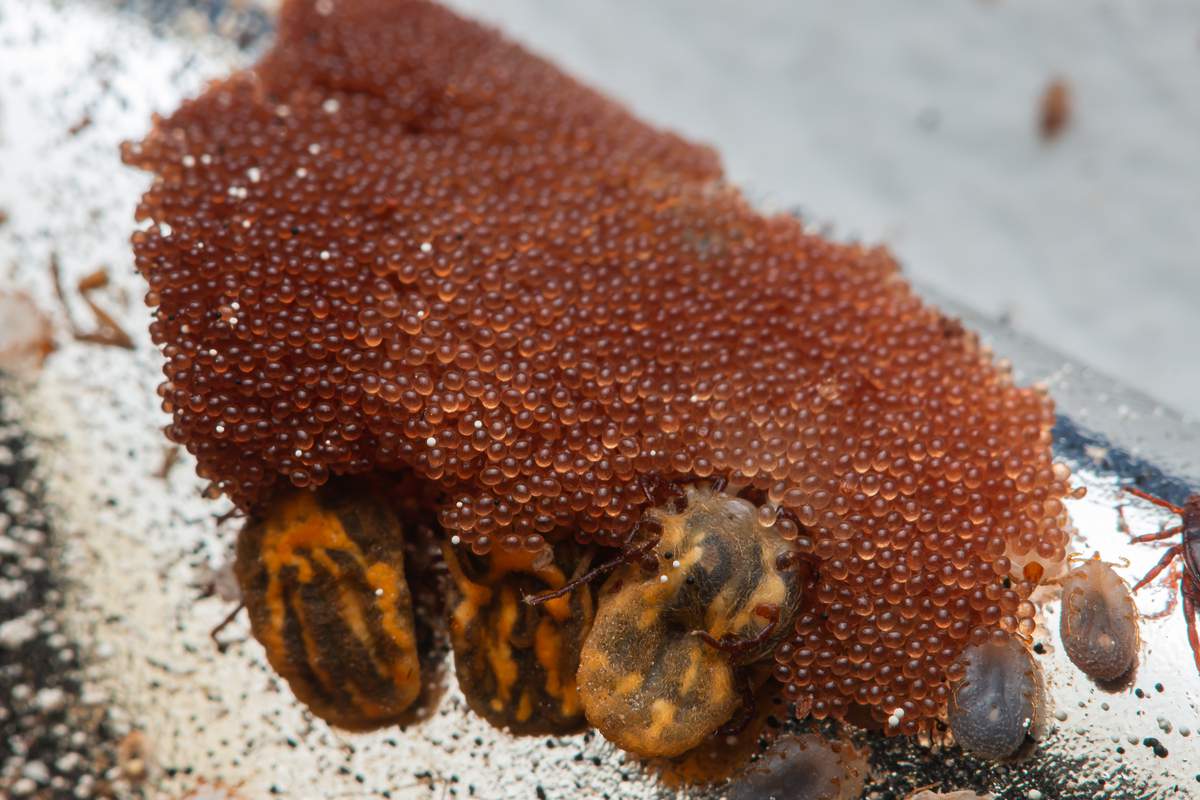 Œufs de tiques en grappe sur un support naturel