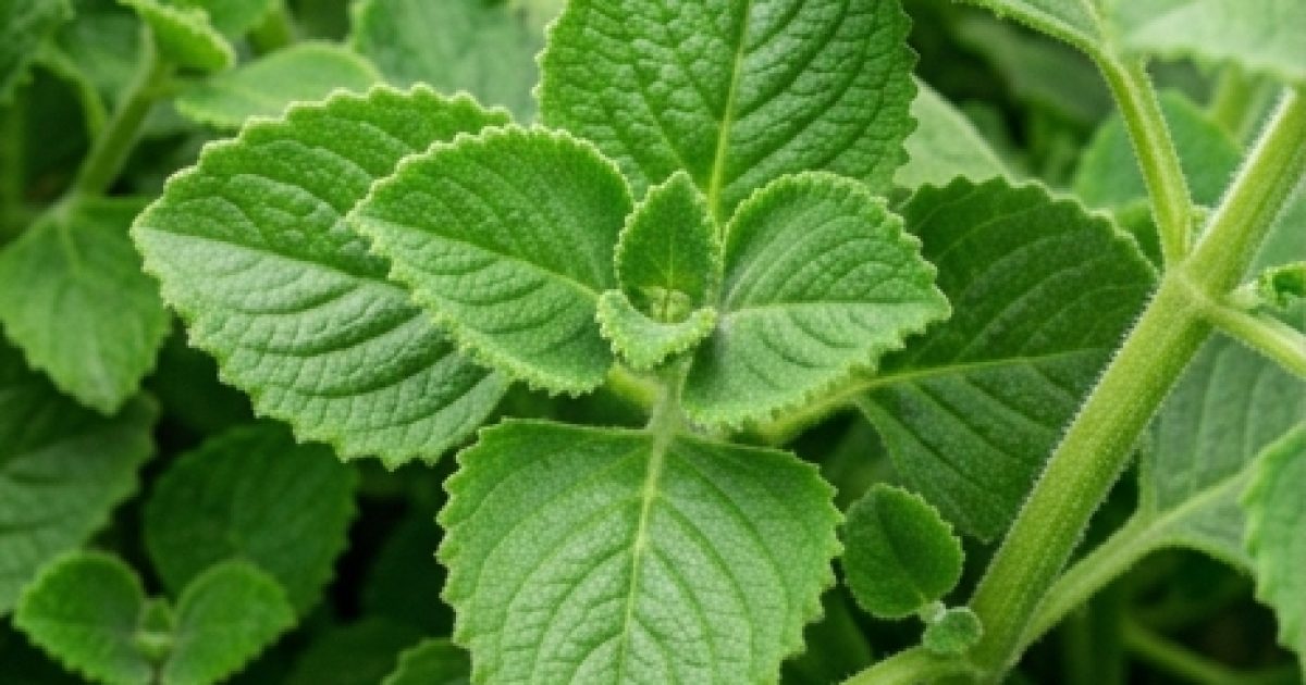 Origan : bien plus qu'une simple herbe de pizza