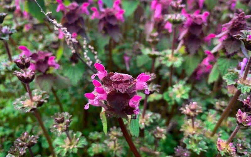 Le lamier pourpre : cette plante discrète que vous piétinez est en fait un trésor de bienfaits insoupçonnés