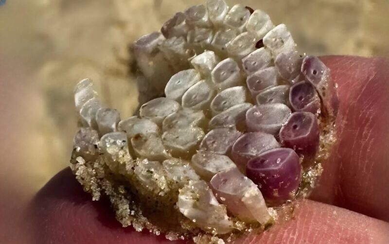 Texture mystérieuse découverte sur serviette de plage