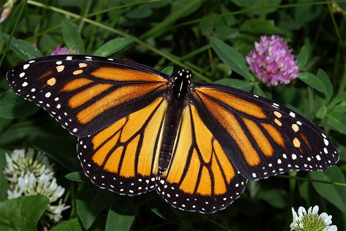Femelle papillon monarque posée sur une feuille