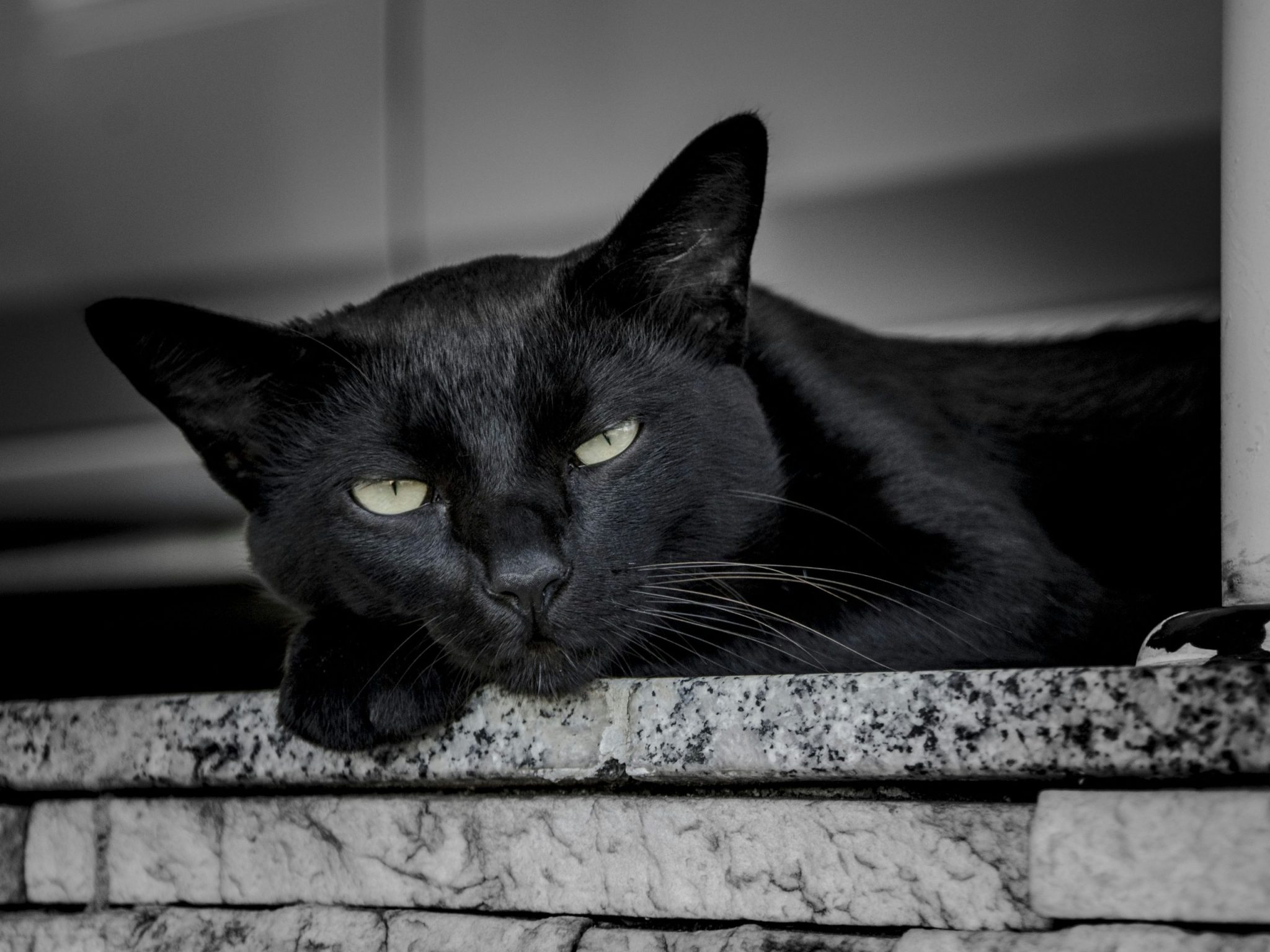 Chat apaisant sur un canapé