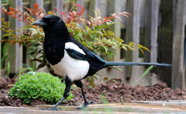 Pie se nourrissant dans un jardin