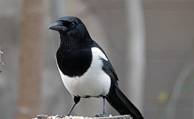 Pie au plumage noir et blanc se tenant sur une branche